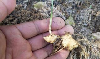 药材种植业致富项目