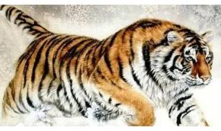 英才盖世是什么生肖