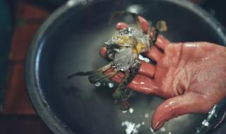 鸭屎香是什么茶 鸭屎香是什么茶