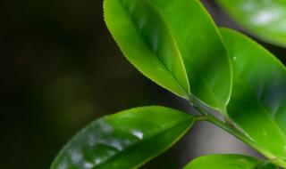 鸭屎香是什么茶 鸭屎香是什么茶