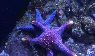 北京海洋馆不预约订票可以去吗 北京海洋馆门票团购