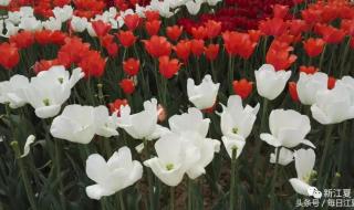 等闲识得春风面下一句 等闲识得春风面下一句