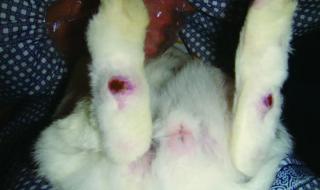 十只兔子背后的故事 十只兔子背后的故事